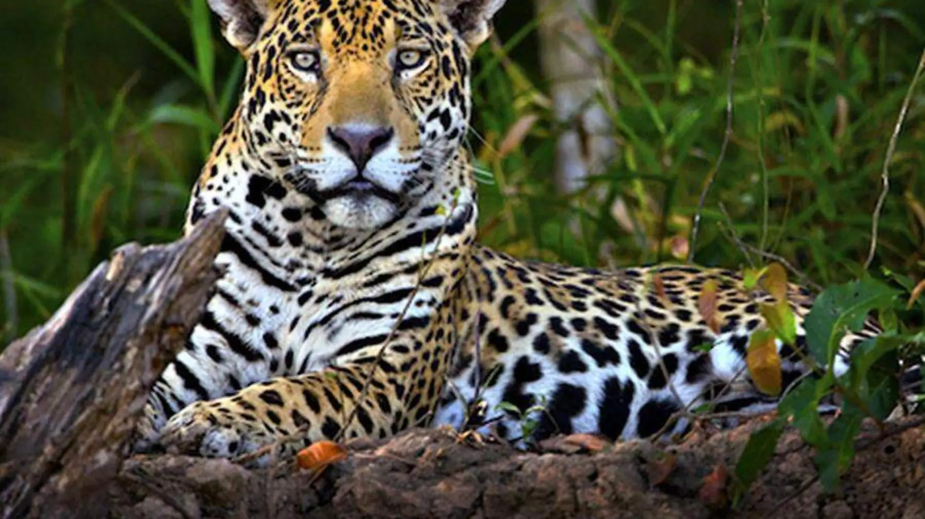 Jaguar